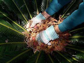 Cycad revoluta Sago Palm seed, germinarion and propagating pups | Sago palm, Sago palm tree ...