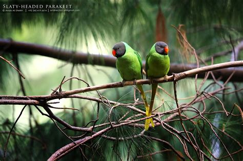 Top 25 Wild Bird Photographs of the Week #92 – National Geographic Blog