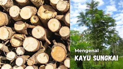 Kayu Sungkai, Asli Dari Indonesia Terkenal Di Mancanegara!