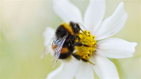 Bumblebee Fact Sheet | Blog | Nature | PBS