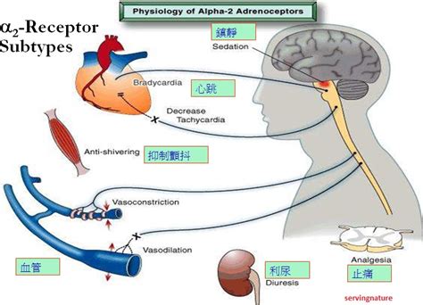 Healthy Body-Healthy Mind: ANS Receptors