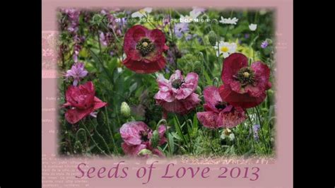 Seeds of Love 2013 (1) - YouTube