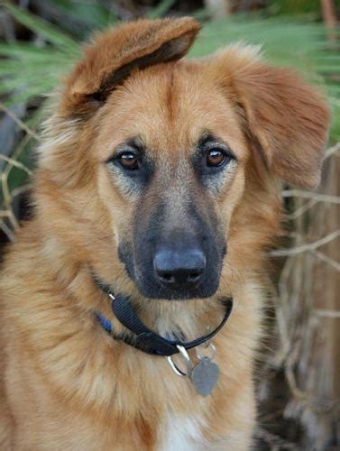 A Quick Introduction to the German Shepherd - Golden Retriever Mix ...