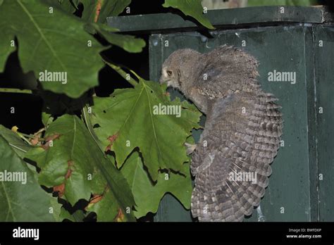 Scops owl - Eurasian scops owl - European scops owl (Otus scops) chick leaving the nesting box ...