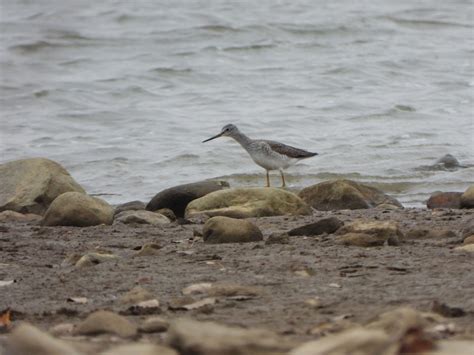 eBird Checklist - 9 Nov 2023 - Deer Creek SP--Marina and Boat Launch ...