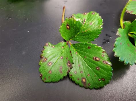 Identifying and controlling common leaf spot in strawberry — Plant ...