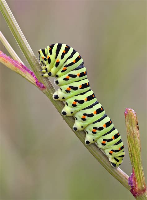 swallowtail-caterpillar-by-julian-dowding - Greenwings Wildlife Holidays