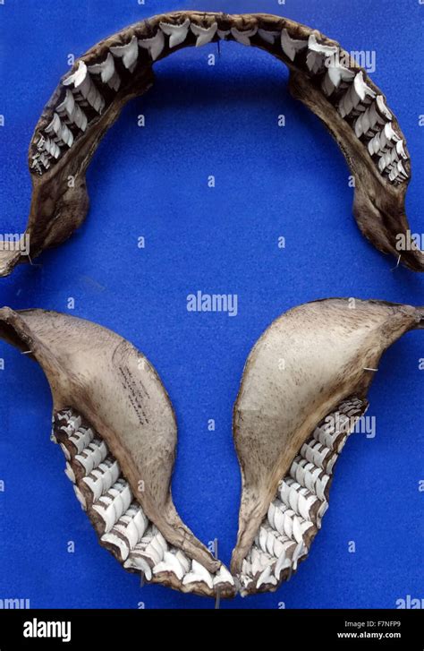 Jaw of the Galeocerdo arcticus (Tiger shark) species of requiem shark ...