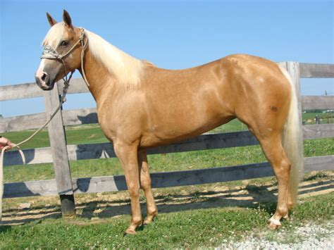 GORGEOUS GOLDEN PALOMINO QUARTER HORSE MARE, PROFESSIONAL TRAINING, BIG STOP, NICE TURNAROUND ...