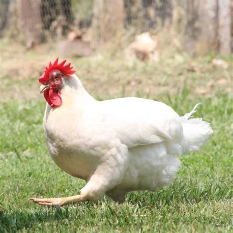 Top 9 White Chicken Breeds (with Pictures)