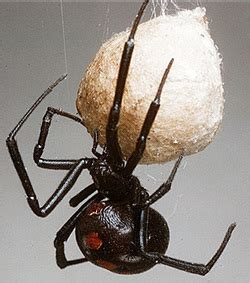 Reproduction - The Black Widow Spider Resource