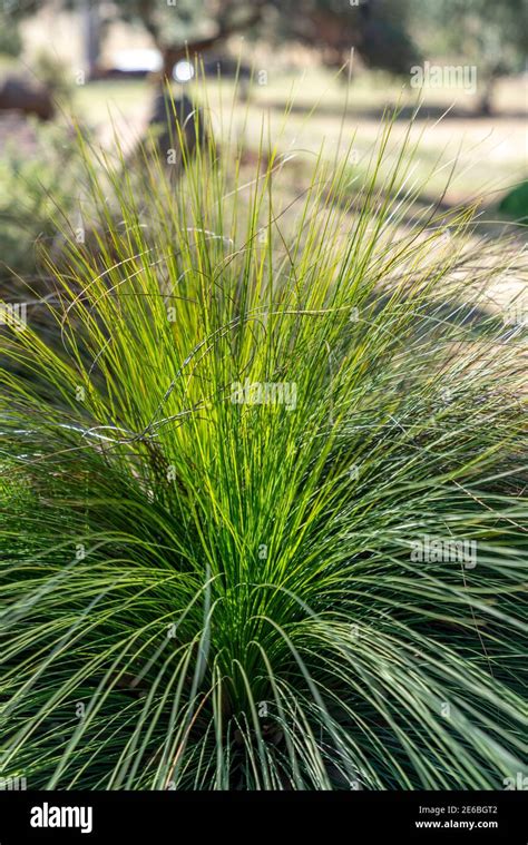 Ornamanetal Grass in a Landscaped Australian Native Plant Garden Stock ...