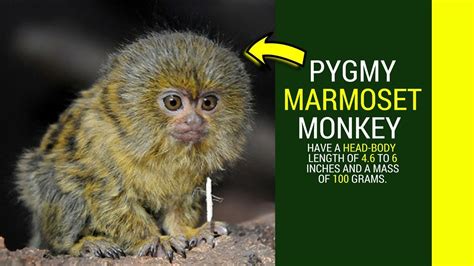 Pygmy Marmoset Facts Amazing facts about pygmy marmoset monkey care,mating - YouTube