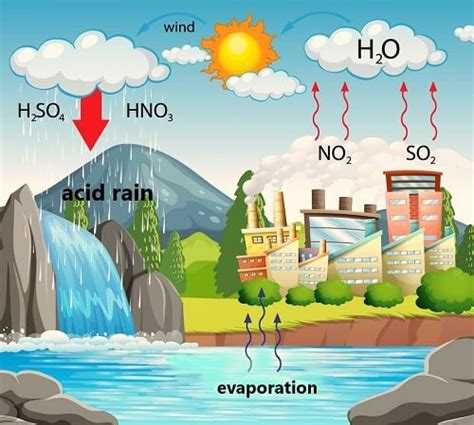 Acid Rain Experiment: Lab Report Explained | SchoolWorkHelper