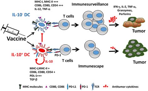 Frontiers | Enhancement of Antitumor Vaccination by Targeting Dendritic ...