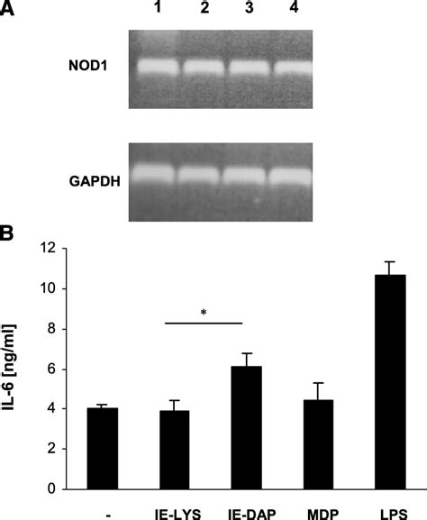 Nucleotide oligomerization domains 1 and 2 expression and... | Download ...