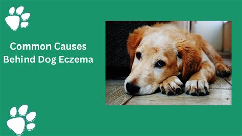 PPT - causes of eczema in dogs PowerPoint Presentation, free download - ID:12056495