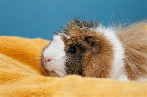 Guinea Pig Grooming 101: How To Keep Your Guinea Pigs Clean | Animallama