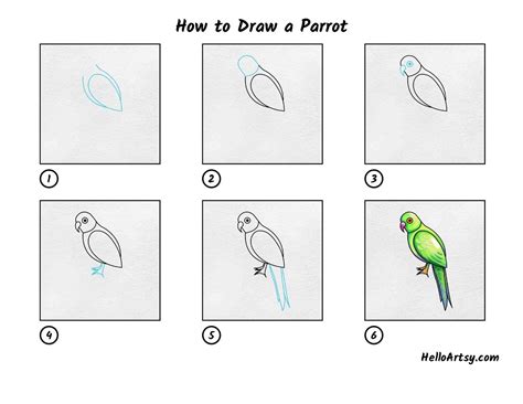 How to Draw a Parrot - HelloArtsy