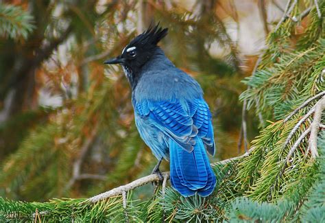 Stellers Jay by MIke Ross. Common in Pine and Oak woodlands in Western North America. | Best ...