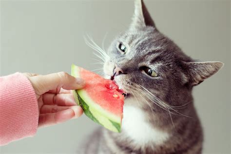 Can Cats Eat Watermelon? The Truth About Felines & This Favorite Fruit | Daily Paws