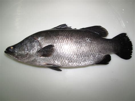 Lee Fish USA » Barramundi