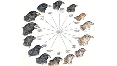 Darwin's Finches: The Beak of the Finch | 319 plays | Quizizz