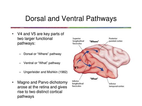 Dorsal And Ventral Visual Pathways