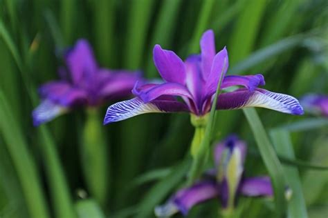 Iris Flower Meaning, Symbolism & Mythology + Planting Irises