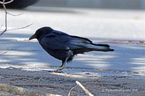 Fish Crow - Big Year Birding