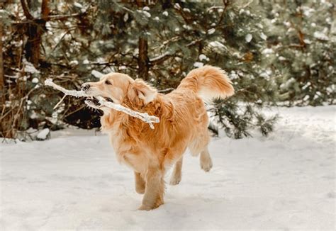 Premium Photo | Golden retriever dog in winter time