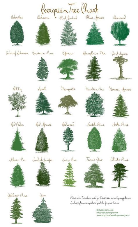 types of fir trees for landscaping - Aliza Downey