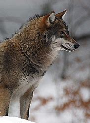 'Souls Wiki | Resources / Great Plains Wolf (''Canis lupus nubilus'')