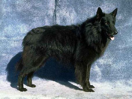 Belgian Shepherd | Texas West Animal Health