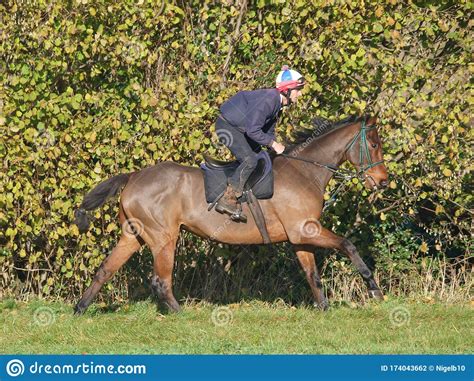 Racehorse in Training editorial photography. Image of horse - 174043662