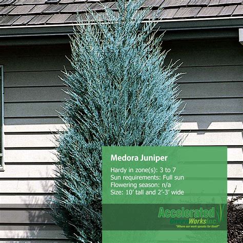 Medora Juniper | Garden shrubs, Backyard, Backyard garden