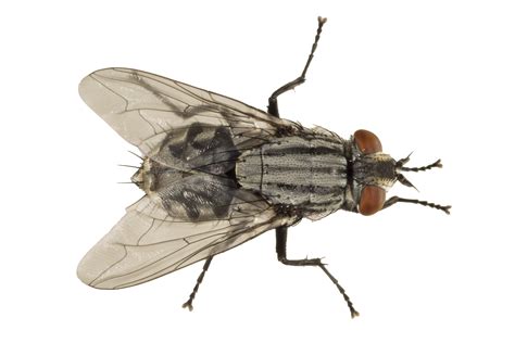 Fly PNG Transparent Images, Pictures, Photos