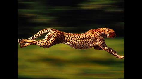 CHEETAH VS GAZELLE - YouTube