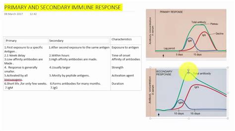 PRIMARY AND SECONDARY IMMUNE RESPONSE - YouTube