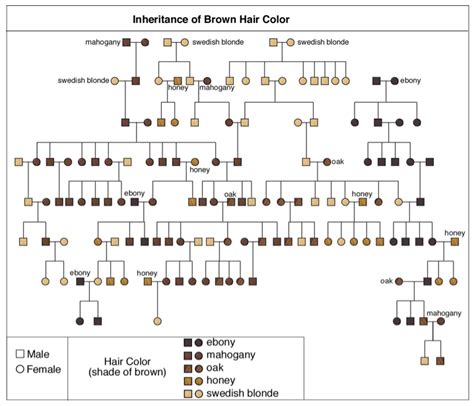 Do You Get Your Hair Genes From Mom Or Dad?