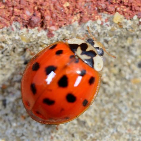 Pett Nature Notes: Harlequin Ladybirds