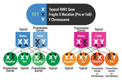 Fragile X Syndrome Inheritance