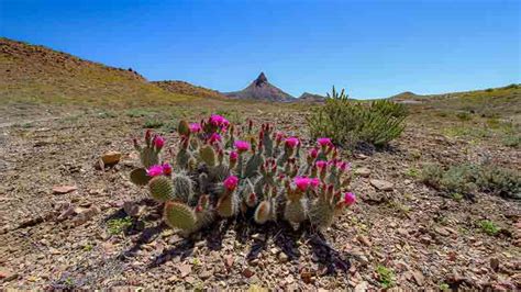 How Do Cacti Survive in the Desert? (10 Amazing Adaptations)