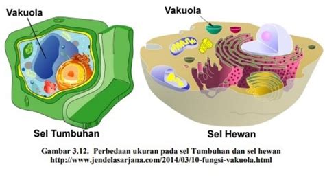 Penjelasan Fungsi Vakuola Pada Sel Hewan: dari Autofagi Hingga Bantu Proses Eksositosis