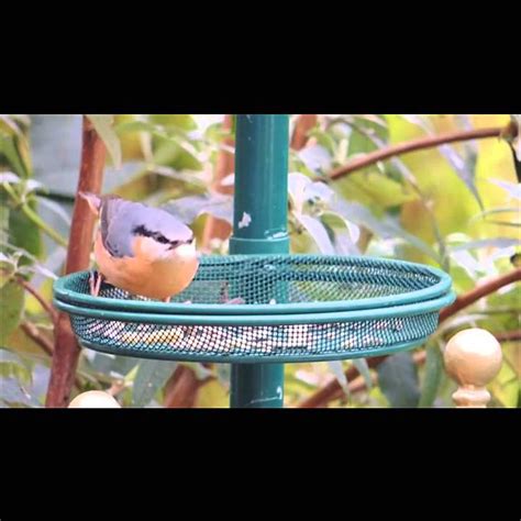 Nuthatch on my garden bird feeder - YouTube