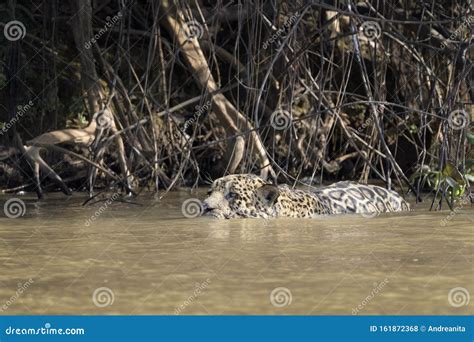 Jaguar swimming in water stock photo. Image of eater - 161872368