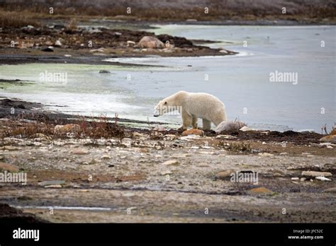 A polar bear at the Hudson Bay Stock Photo - Alamy