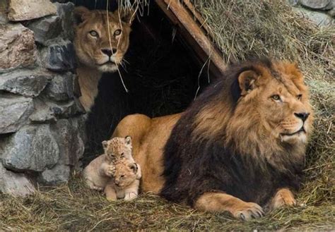 25 Adorable Animal Family Photos | Animals, Animals beautiful, Lion family