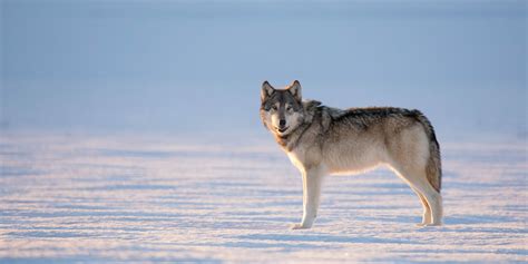 Winter Wolves of Yellowstone - Jackson Hole Wildlife Safaris