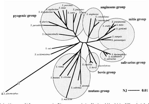 Streptococcus oralis | Semantic Scholar